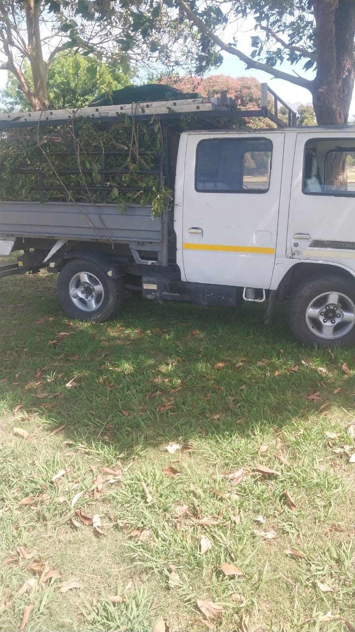 Tree cutting project