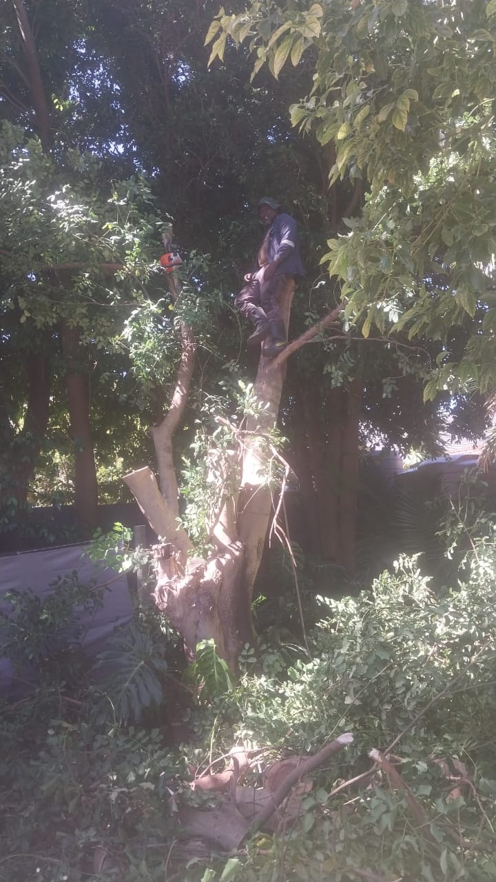 Outdoor garden and tree service results