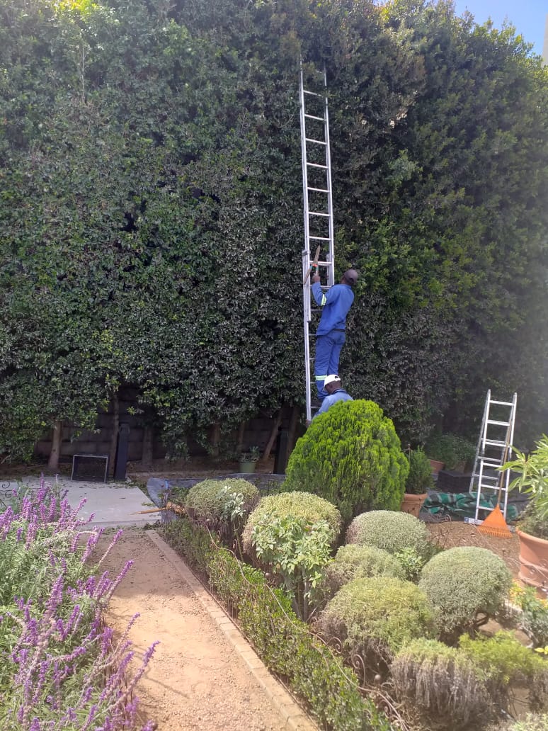 Landscaping project