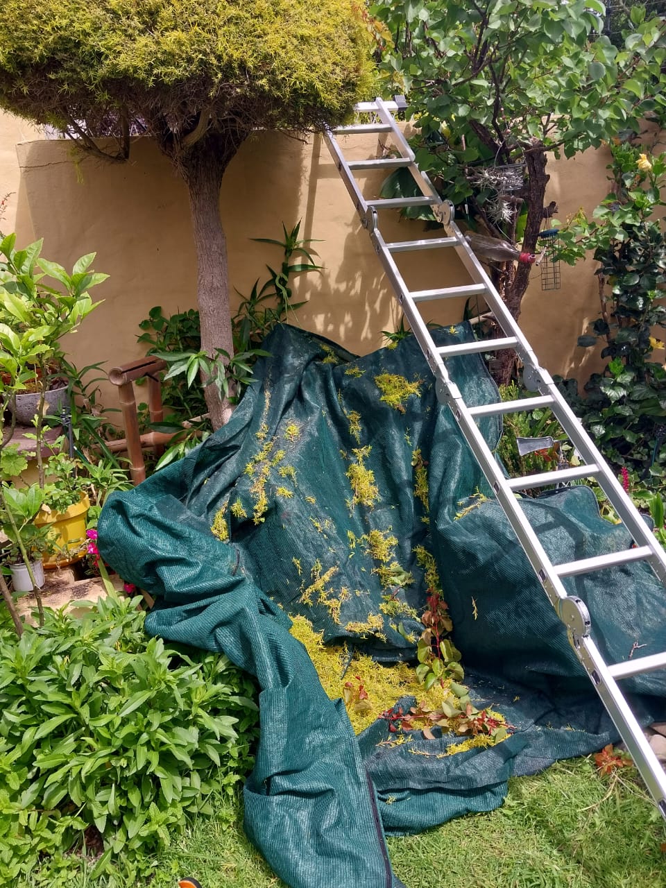 Tree pruning and branch trimming service
