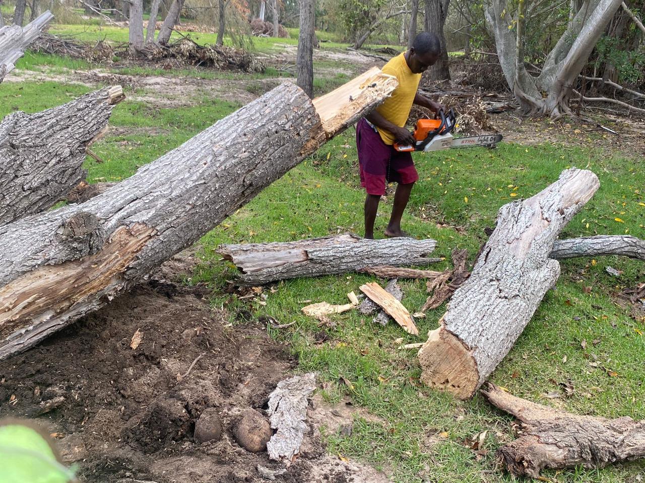 Featured tree service project