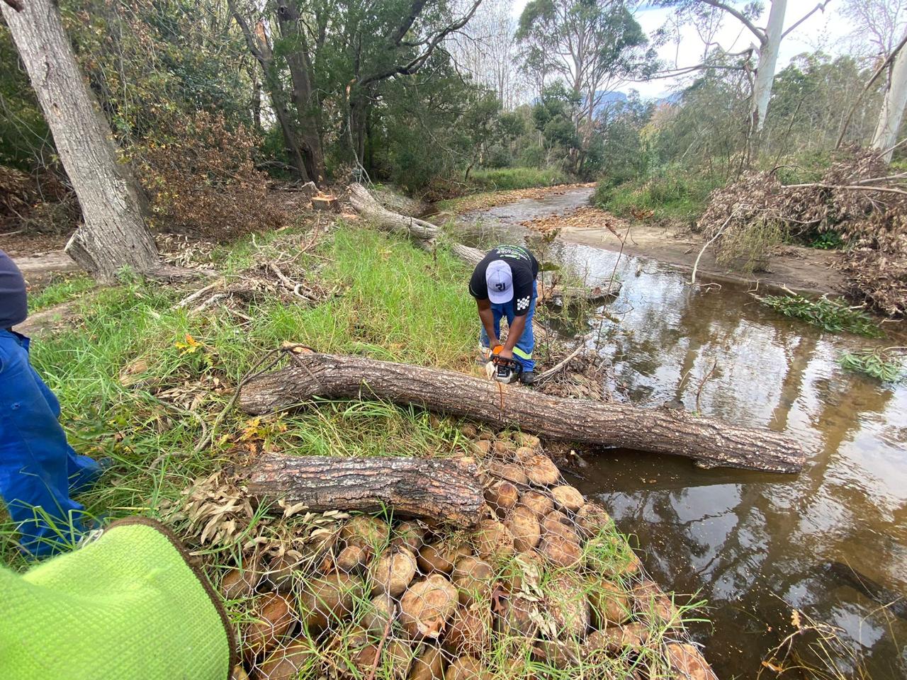 Tree felling and tree removal service