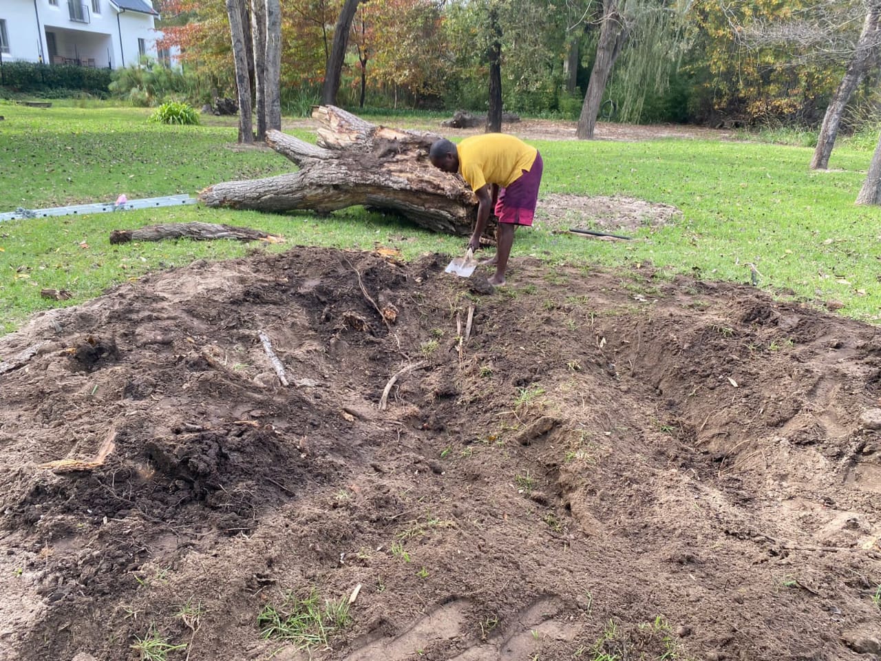 Tree felling project