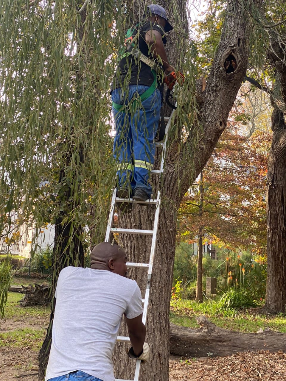 Garden and landscape service
